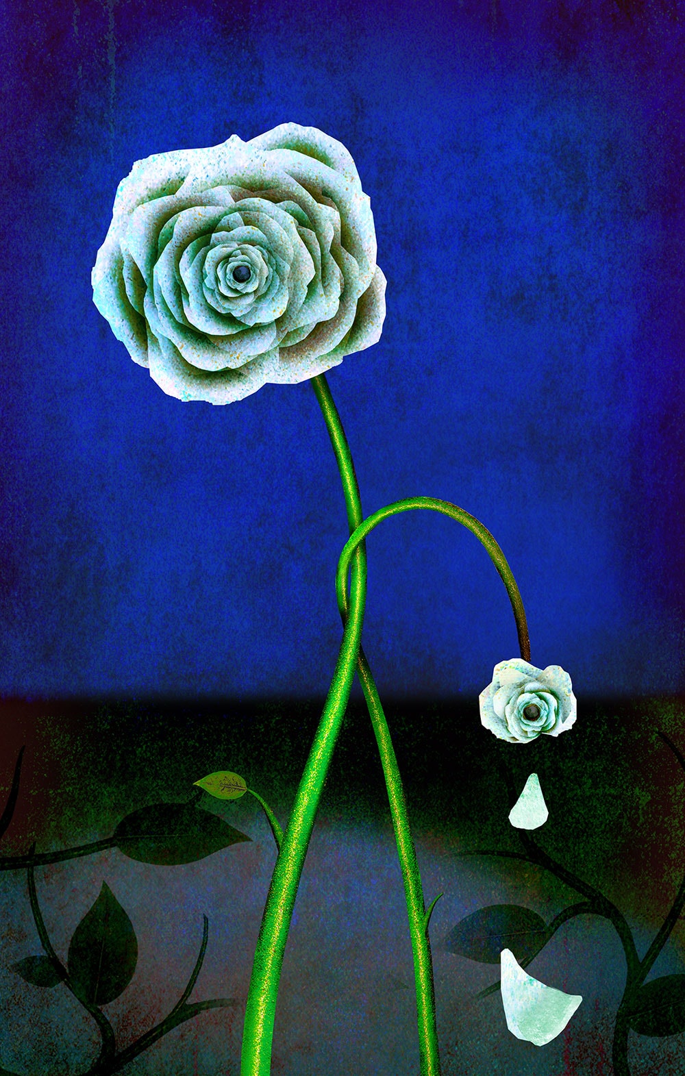White rose illustration