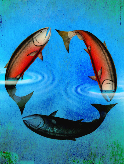 Sustainable Salmon illustration by Brian Stauffer